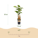 Kiwis Hayward et Weiki - 1 mâle et 3 femelles - 4 plants