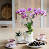 Orchidée Phalaenopsis rose et violette Diamond El Salvador avec cache-pot Horizon blanc