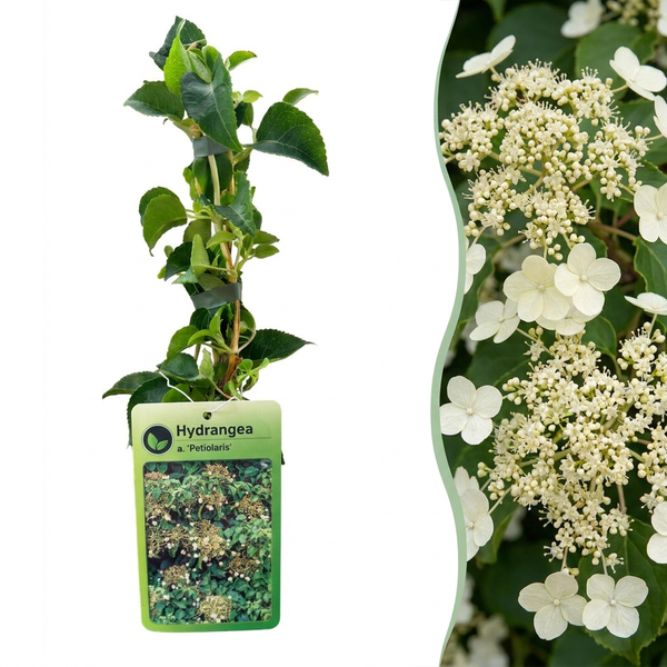 Hortensia grimpant - Hydrangea anomala subsp. petiolaris - lot de 4 plants - pot Ø9 cm