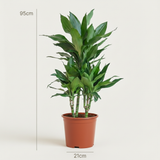 Green boutiQ - Zimmerpflanze - Drachenbaum Janet Craig - Dracaena Janet Craig - Grün - Wenig Pflege - 1 Pflanze - Topf 21cm - Höhe 90 - 100cm