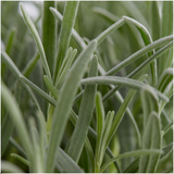 [NL: 12 x 6er set Lavendel angustifolia - 72 x Ø7 cm - ↕15 cm]