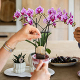 Orchidée Phalaenopsis rose et violette Diamond El Salvador avec cache-pot Horizon blanc