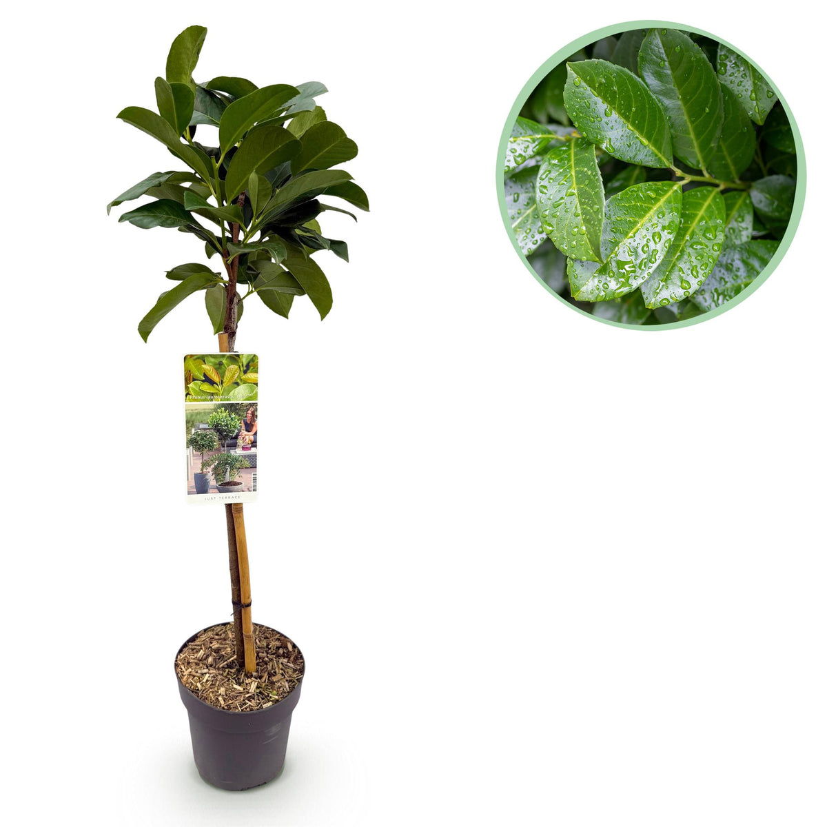 Groen boutiQ - Tuinplant - Prunus lauroverasus Etna® - Plant op stam - Terras Plant - Bladhoudend - Weinig Onderhoud - Pot 19cm Hoogte 90cm