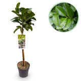 Groen boutiQ - Tuinplant - Prunus lauroverasus Etna® - Plant op stam - Terras Plant - Bladhoudend - Weinig Onderhoud - Pot 19cm Hoogte 90cm