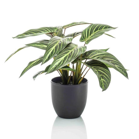 [NL: Calathea artificiel et pot h40cm]