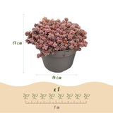Mélange de plantes de rocaille couvre-sol - 8 plants - H 17 cm, pot Ø14 cm