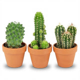 Mini-Kakteen-Mix – 3 Stück – Ø 8,1 cm – Höhe: 5-10 cm – Terrakotta-Töpfe