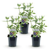 Buddleia Empire Blue - Arbre aux papillons - H 45 cm, pot Ø17 cm