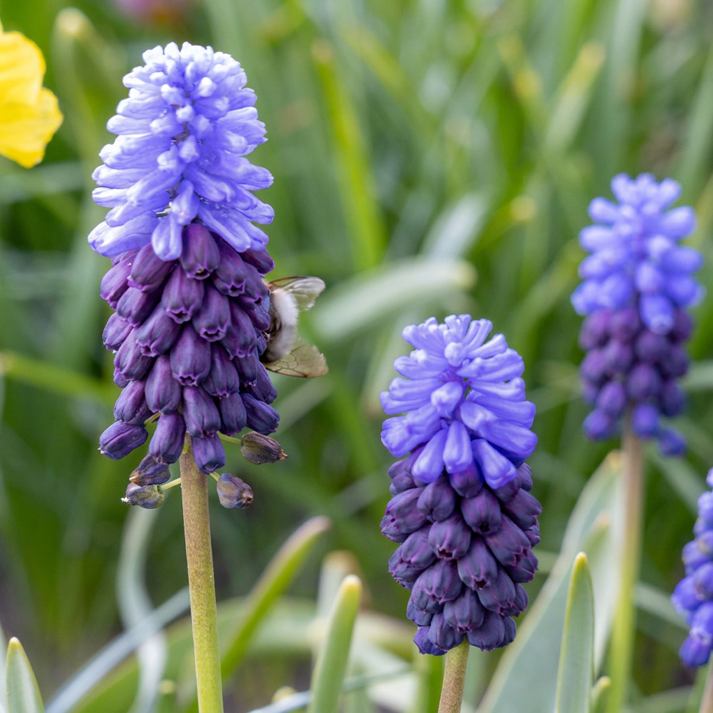 Muscari à larges feuilles - calibre 5/6