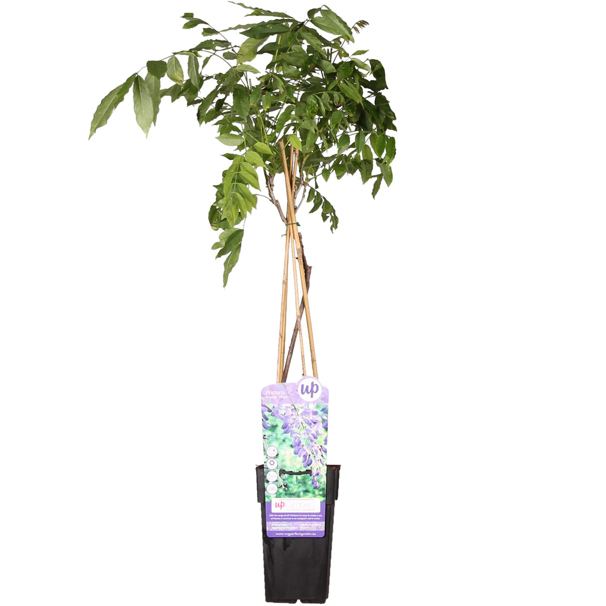 Wisteria sinensis 'Prolific' – Chinesischer Blauregen – Ø15cm – ↕65cm