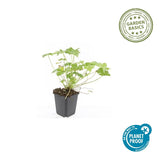 Géranium vivace Tiny Monster en godet - Geranium sanguineum hybride - H 10-25 cm, pot Ø9 cm - photo 4
