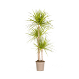Dracaena Marginata Sunray