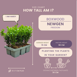 [NL: "Buxus NewGen Freedom 6-Pack – Winterharde Groenblijvende Struiken 6 x Ø7 cm - ↕15 cm | Compacte Buxus"]