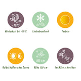 Groen boutiQ - Terrasplant - Japanse Esdoorn - Acer palmatum Summergold - Geel - 2 Planten - Bladverliezend - Pot 19cm Hoogte 70cm