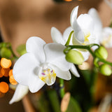 Orchidée Phalaenopsis blanche Mineral Amabilis et succulente - coffret Allure Shiny bronze - pot Ø9 cm