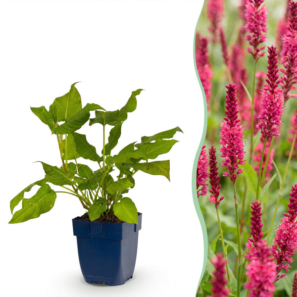 Persicaire amplexicaule rouge - H 15-25 cm, pot Ø11 cm