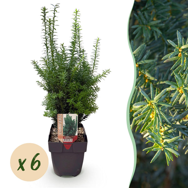 Groen boutiQ - Haagplanten - Taxus media Hilii - blad groen - 6 planten - 1 strekkende meter - groenblijvend - pot 17cm hoogte 60cm