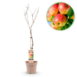 Green boutiQ - Obstbaum - Apfelbaum - Malus domestica Jonagold - Gelbgrüner Apfel - Topf 21cm Höhe 90cm