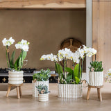 Orchidée Phalaenopsis blanche Mineral Gibraltar et 2 succulentes - coffret Oyster
