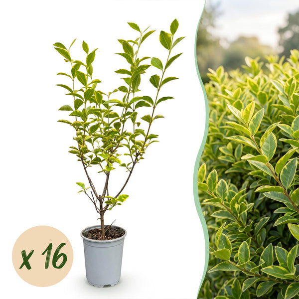 Kit haie Troène doré Aureum