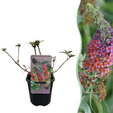 Groen boutiQ - Vlinderstruik - Buddleja davidii Flower Power - Bloem Oranje Paars - 1 Plant - Bladverliezend - Vlinderlokkend -  Pot 17cm Hoogte 30cm