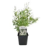Green boutiQ - Sträucher - Deutzia Gracilis - Blütenfarbe Weiß - 1 Pflanze - Laubabwerfend - Pflegeleicht - Topf 17cm Höhe 45cm
