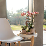Orchidée Phalaenopsis vieux rose Mineral Treviso - H 35 cm, pot Ø9 cm