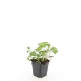 Géranium vivace Cambridge en godet - Geranium x cantabrigiense - H 10-25 cm, pot Ø9 cm - photo 2