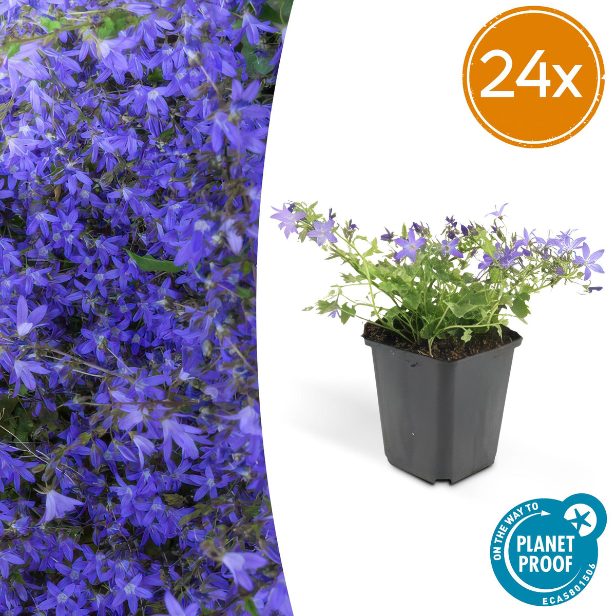 Campanule Stella en godet - Campanula poscharskyana - H 10-25 cm, pot Ø9 cm - photo 7