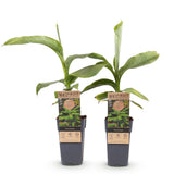 Groen boutiQ - Fruitplant - Japanse vezelbanaan - Musa Basjoo - Winterhard - 2 planten - Pot 15cm Hoogte 50cm