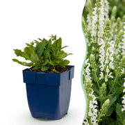 Sauge des bois Schneehügel - H 15-25 cm, pot Ø11 cm