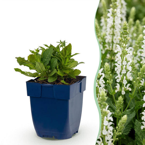 Sauge des bois Schneehügel - H 15-25 cm, pot Ø11 cm