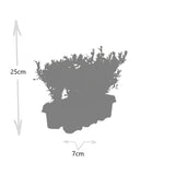 [NL: 1x 6 pack Ilex crenata 'Jenny' - 6 x Ø7 cm - ↕15 cm]