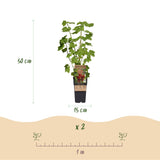 Groseillier rouge Jonkheer van Tets - Ribes rubrum - 2 plants