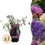 Arbre aux papillons Tricolour - Buddleja davidii - 3 plants - H 30 cm, pot Ø17 cm