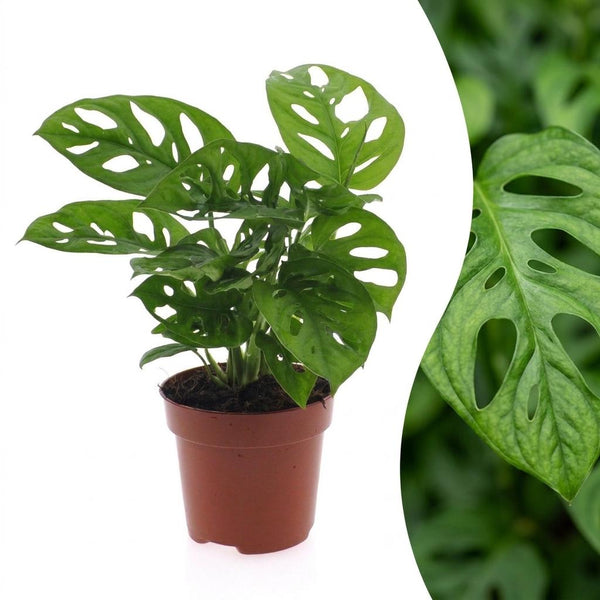 Monstera adansonii - Monstera Monkey Mask