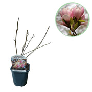 Groen boutiQ - Heesters -  Magnolia Soulangiana  - Bloemen Licht Roze - 1 Plant - Bladverliezend - Weinig Onderhoud - Pot 17cm Hoogte 45cm