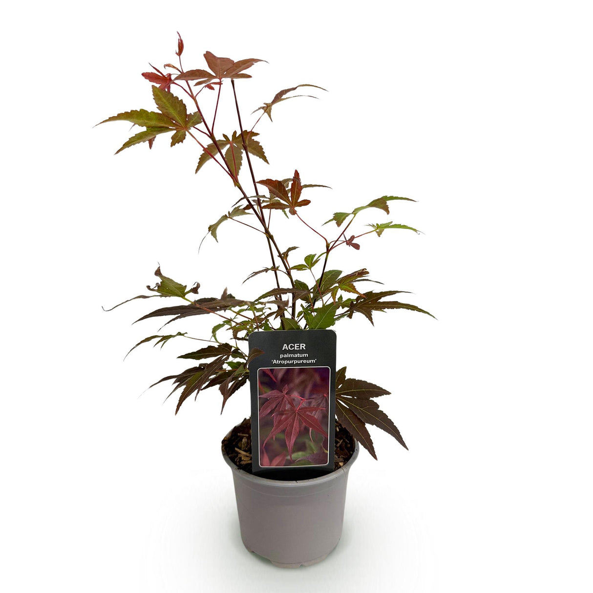 Acer palmatum Atropurpureum – Pot 12 cm – Hauteur 35 cm