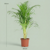 Areca Dypsis – Palmier dorés d'intérieur | Pot 21 cm, Hauteur 90 cm