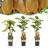 Kiwis Hayward et Weiki - 1 mâle et 2 femelles - 3 plants - H 50 cm, pot Ø15 cm