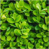 [NL: 1 meter Buxus Sempervirens haag - ↕ 20 cm - 6 x Ø12 cm]