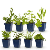 Groen boutiQ - Borderpakket - Bijen en Vlinderlokkend - 8 Vaste planten - 1 m2 - Diversen kleuren - Weinig Onderhoud - Pot 11cm