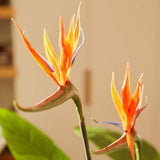 [NL: Oiseau du paradis artificiel en pot h120cm]