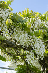 Glycine du Japon Alba - Wisteria floribunda - H 65 cm, pot Ø15 cm