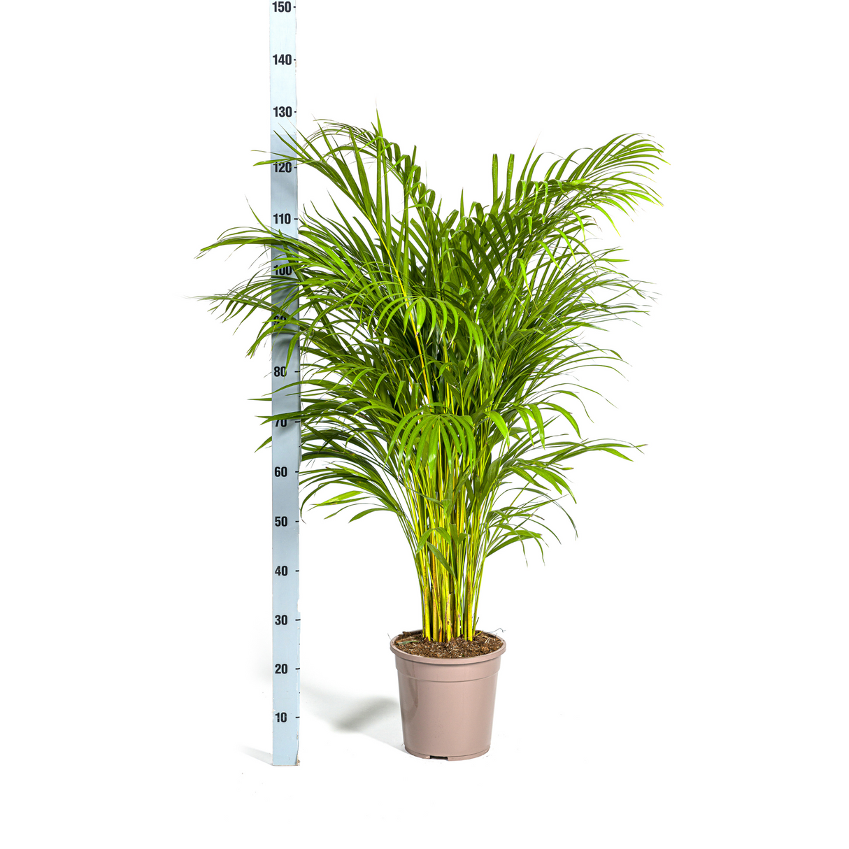 Palmier Aréca avec cache-pot