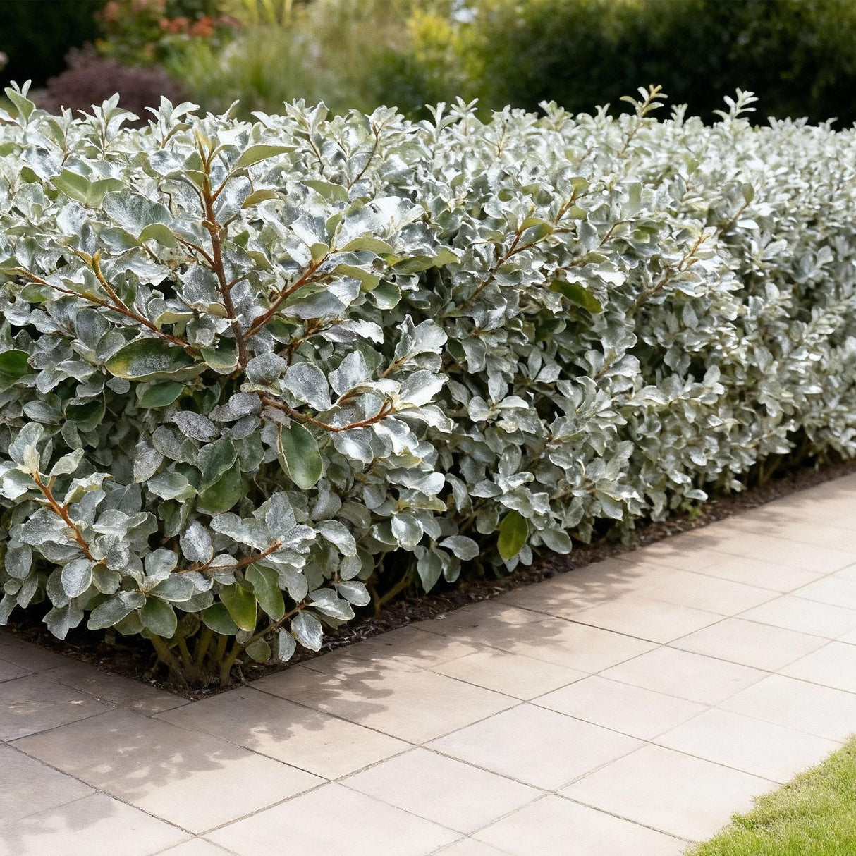 Elaeagnus ebbingei Compacta – Lot de 8 – Pot 9 cm