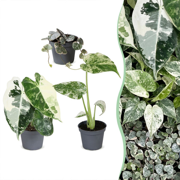 Baby Variegata - Alocasia, Monstera et Ceropegia panachés - lot de 3 ou 6 - pot Ø6 cm - photo 6