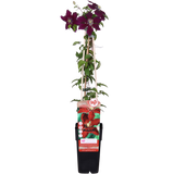 Clématite Niobe - Clématite rouge rubis - H 65 cm, pot Ø15 cm