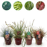 Graminées persistantes en mélange - 4 plants - H 50 cm, pot Ø17 cm