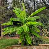 Groen boutiQ - Fruitplant - Japanse vezelbanaan - Musa Basjoo - Winterhard - 2 planten - Pot 15cm Hoogte 50cm